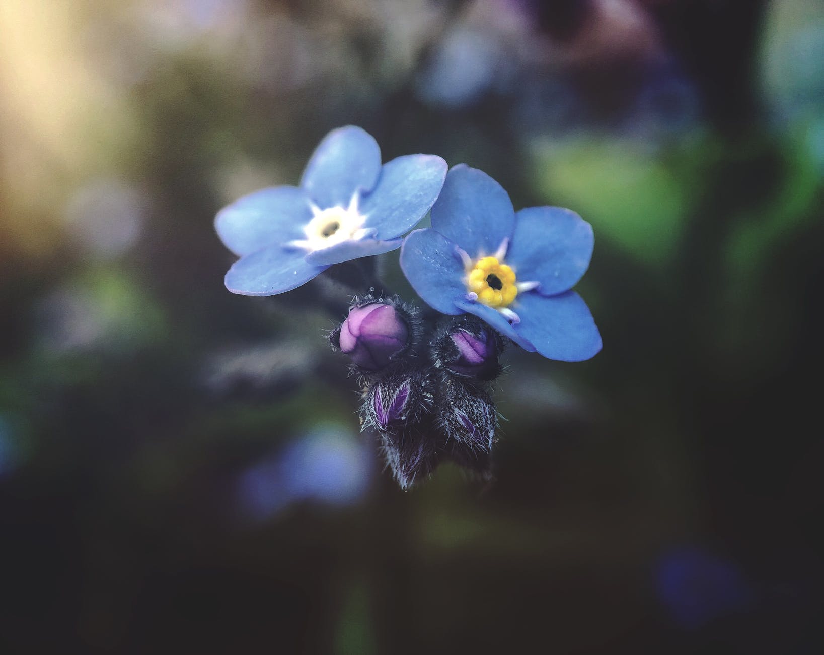 selective focus photography of blue petaled flowers